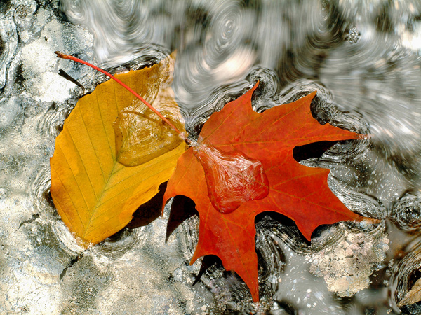 Capture Great Photographs of Fall Leaves: Macro ...