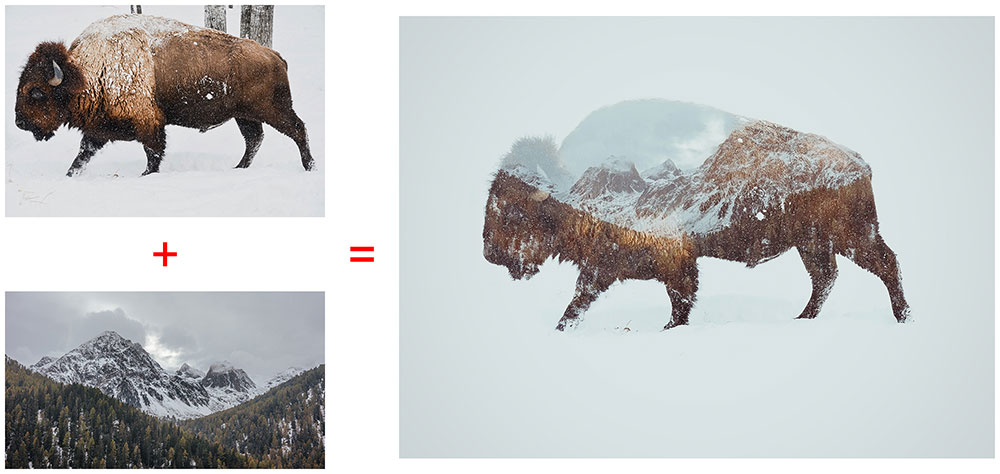 before-after-bison-double-exposure Double Exposure Photoshop Action  