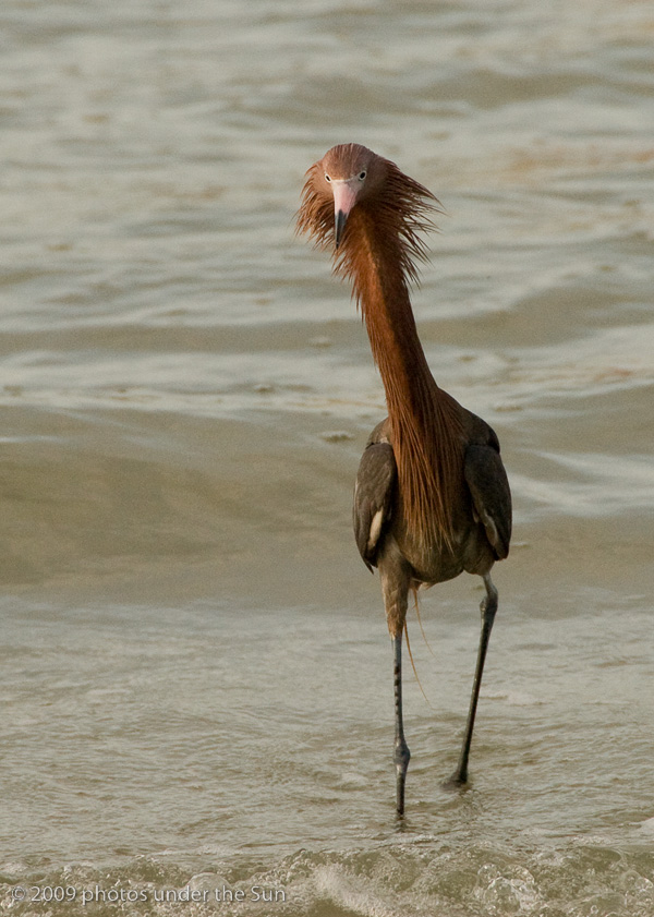5ReddishEgret-1 Fotografie sălbatică: 9 sfaturi pentru fotografierea animalelor în natură Bloggeri oaspeți Sfaturi pentru fotografie