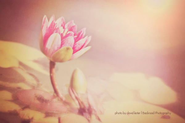 Edit-Flower-Jane-Anne MCP redagavimo ir fotografijos iššūkis: svarbiausi šios savaitės užsiėmimai Užduotys Dalijimasis nuotraukomis ir įkvėpimas