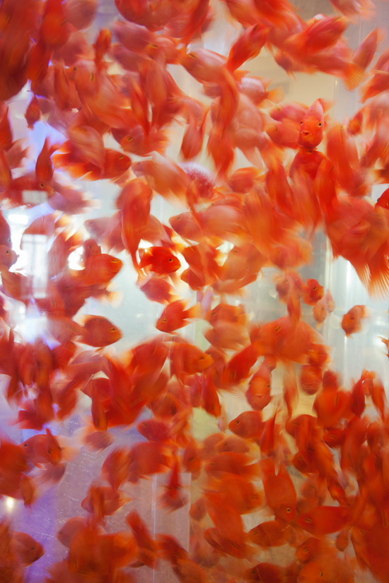 Le-Royal-Meridien-Shanghai-Aquarium-Jimmy-Cohrssen Fotograaf Jimmy Cohrssen deelt iPhoneography-tips Nieuws en recensies