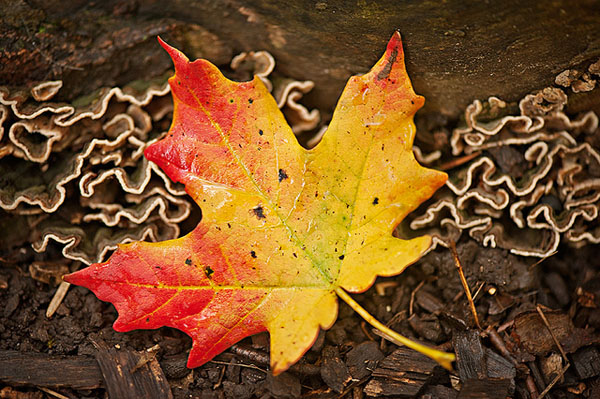 MCP-Leaves-Elle-Zee Project MCP: Highlights for October, Challenges Week # 3 and Week # 4 Assignments Photo Sharing & Inspiration Project MCP