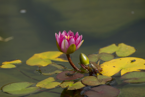 Water-Lily-Original MCP Editing and Photography Challenge: Highlights from this Week Activities Assignments Photo Sharing & Inspiration  