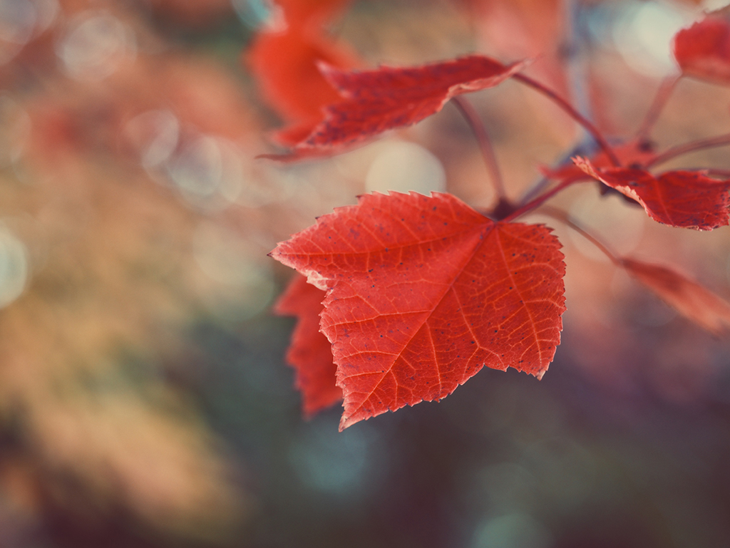 aaron-burden-418463-unsplash 5 Fall Photography Ideas That Will Make Your Autumnal Photos Stand Out Photography Tips  