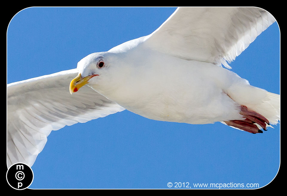 tiba-di-Victoria-gulls-moon-more-14 Amalan Menjadikan Sempurna: Belajar Fotografi Dari Seagulls MCP Pemikiran Petua Fotografi