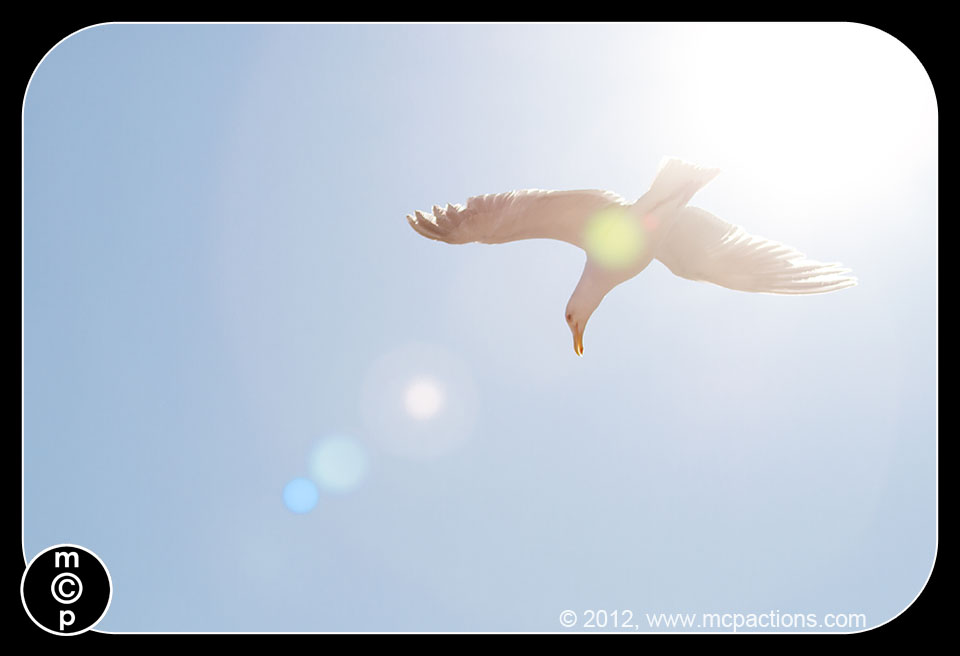 tiba-di-Victoria-gulls-moon-more-18 Amalan Menjadikan Sempurna: Belajar Fotografi Dari Seagulls MCP Pemikiran Petua Fotografi