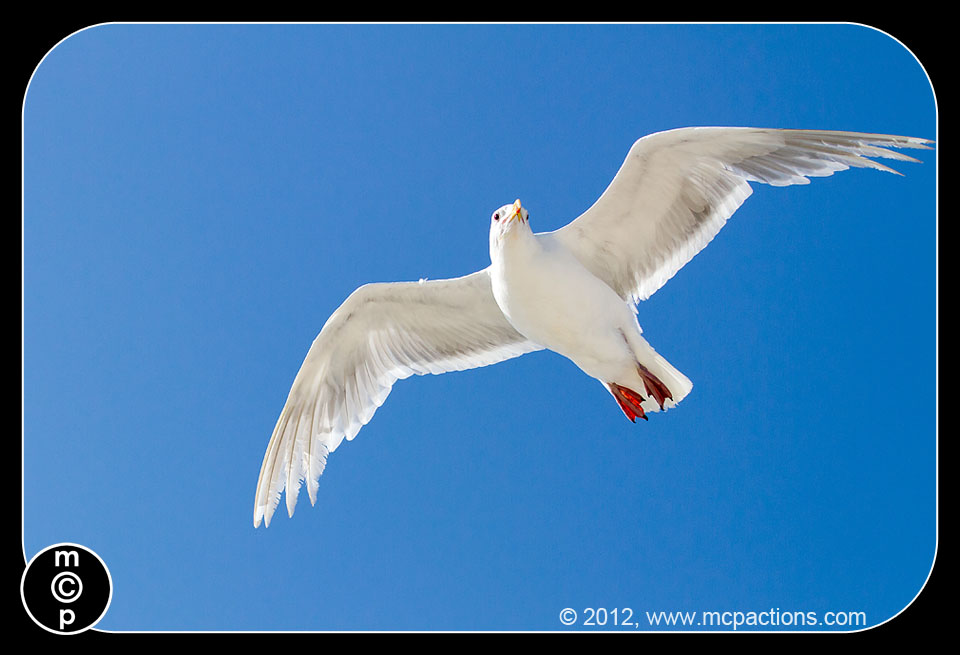 tiba-di-Victoria-gulls-moon-more-23 Amalan Menjadikan Sempurna: Belajar Fotografi Dari Seagulls MCP Pemikiran Petua Fotografi
