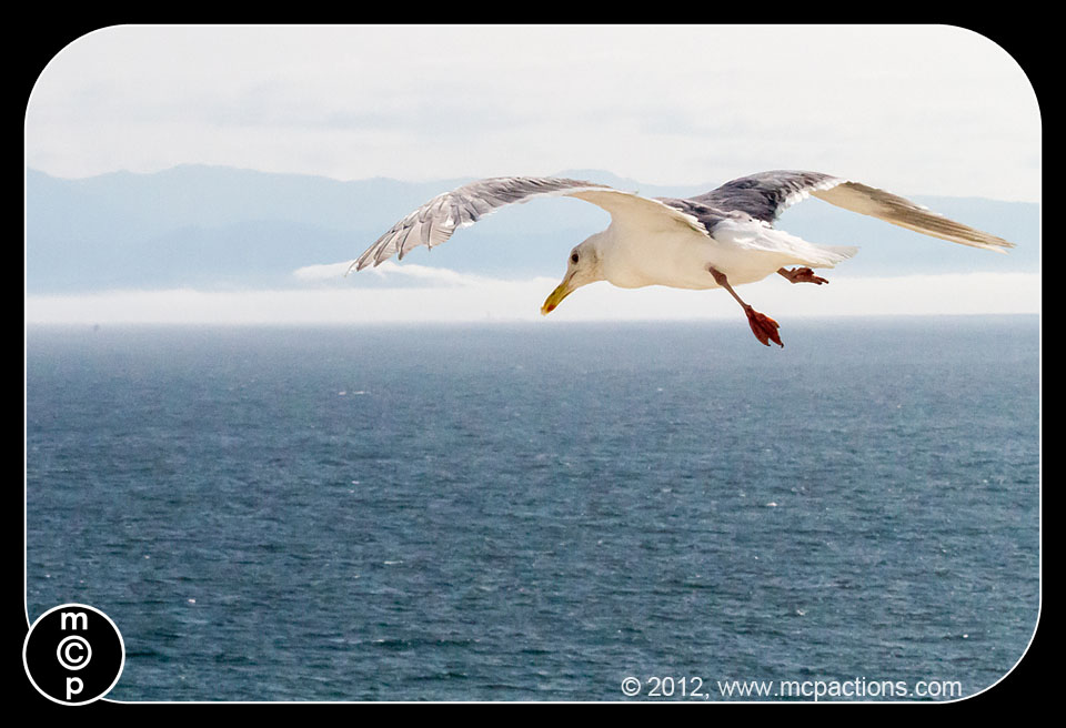tiba-di-Victoria-gulls-moon-more-32 Amalan Menjadikan Sempurna: Belajar Fotografi Dari Seagulls MCP Pemikiran Petua Fotografi