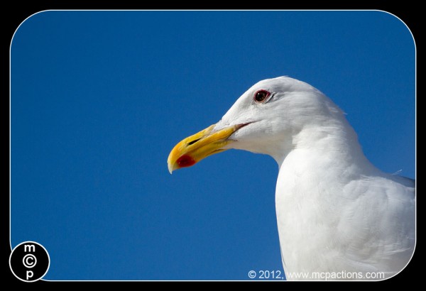 tiba-di-Victoria-gulls-moon-more-8-600x410 Amalan Membuat Sempurna: Belajar Fotografi Dari Seagulls MCP Pemikiran Petua Fotografi
