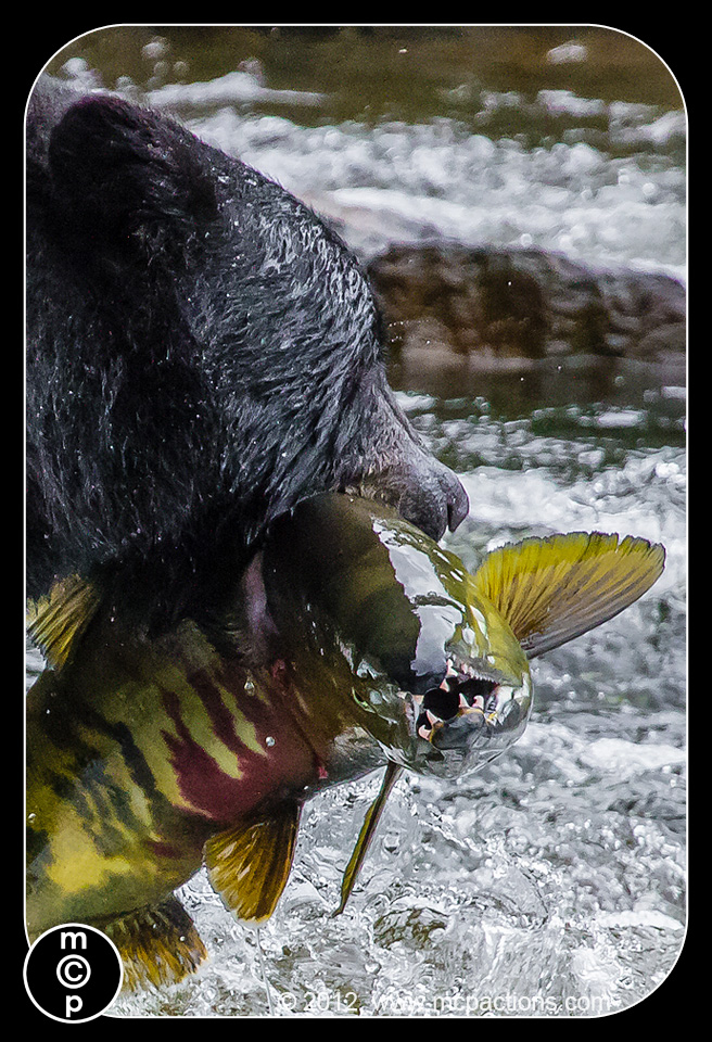 black-bears-in-alaska-92-CROP-CLOSE Отримайте найкращі знімки дикої природи: 6 порад для фотографування тварин у дикій природі Думки MCP Обмін фотографіями та натхнення Поради щодо фотографії