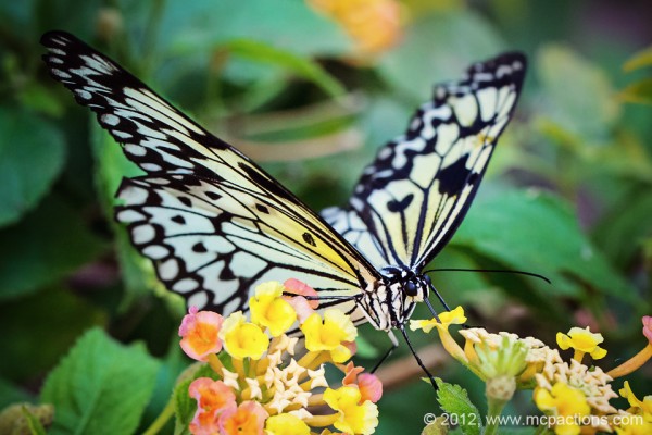 farfalla-solstizio-d'estate-web-600x4001