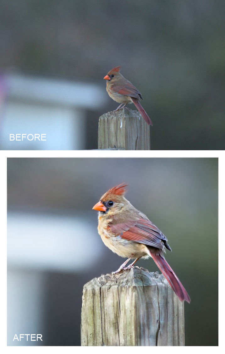 cardinal-edit-copy Préparez-vous à modifier vos plans d'images d'oiseaux Actions Photoshop