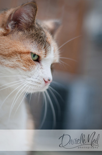 kattefotografering 4 tips for å bryte inn i kjæledyrfotograferingen Nisje Forretningstips Gjestebloggere Fototips
