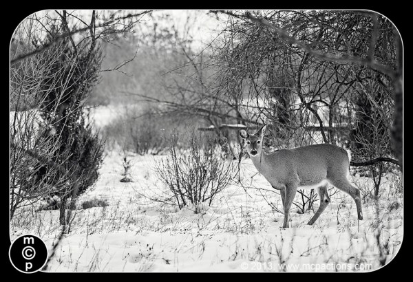 deer-in-the-snow-35-600x4101 What Photoshop Actions To Buy To Edit Wildlife Photography Blueprints Photo Sharing & Inspiration Photography Tips Photoshop Actions Photoshop Tips  