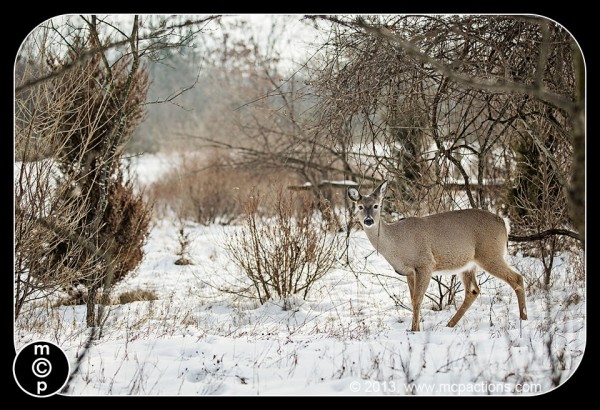 hươu-in-the-snow-35-color-600x4101 Tác vụ Photoshop nào cần mua để chỉnh sửa ảnh chụp động vật hoang dã