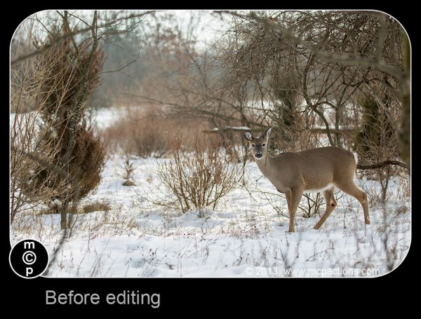 deer-in-the-snow-35-web-600x4551 Quines accions de Photoshop podeu comprar per editar plànols de fotografia de vida salvatge Consells per compartir i inspirar fotografies per a la fotografia
