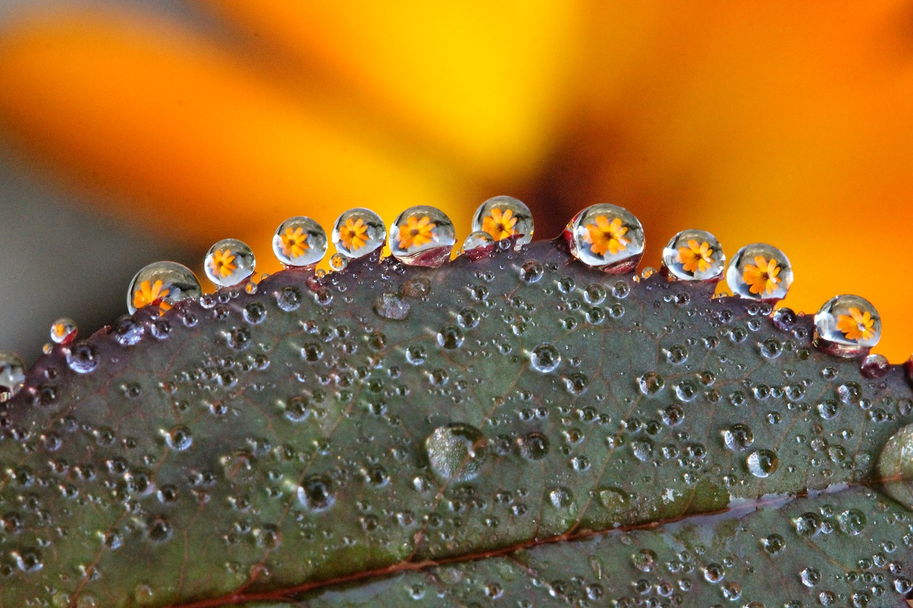 dew-drop-1752801_1280 5 Tips for Shooting Macro Water Droplets Activities Guest Bloggers Photography Tips Photoshop Tips  