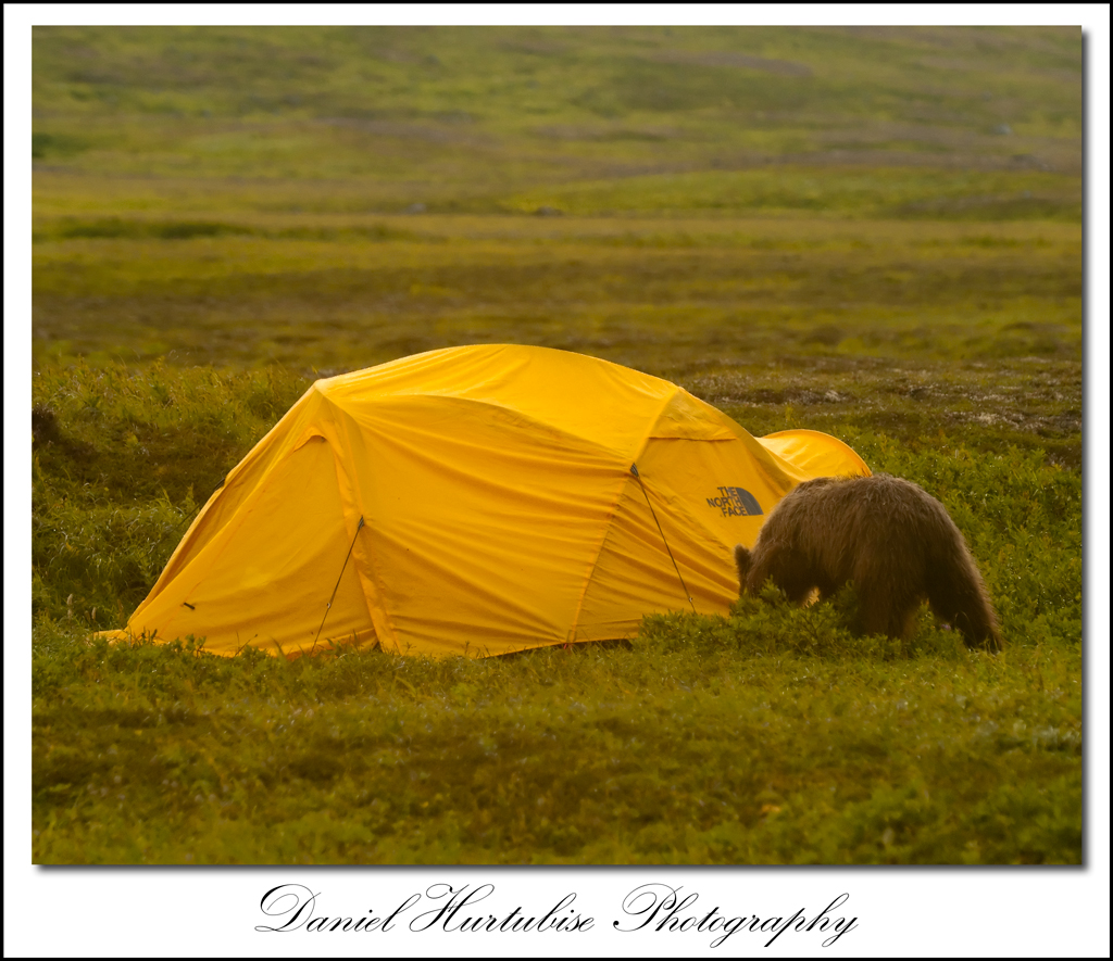 dhb_0786 Hevpeyivîn bi Daniel Hurtubise re di derbarê gera wî ya wênegirtina hirçan de li Hevpeyivînên Bloggerên Mêvanê Alaskan Wild
