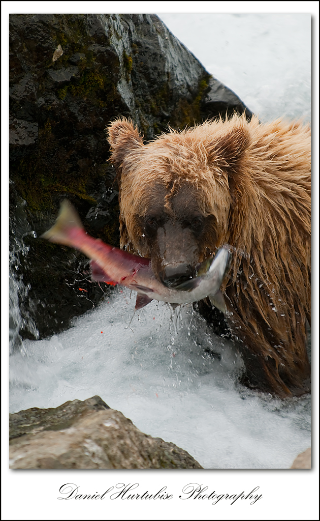 dhb_8741 Intervju med Daniel Hurtubise om hans tur til å fotografere bjørn i Alaskan Wild Guest Bloggers intervjuer