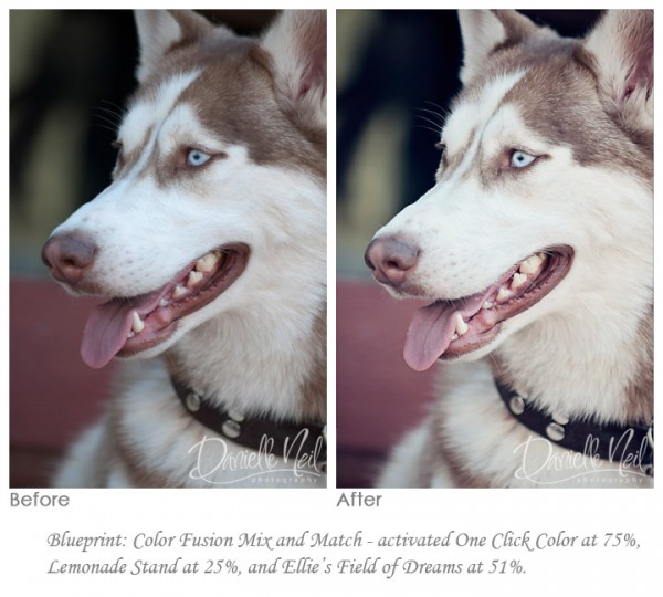 dog-before-and-after1-600x540 Cum se editează fotografii de câine utilizând acțiuni Photoshop: 3 aspecte Acțiuni Photoshop