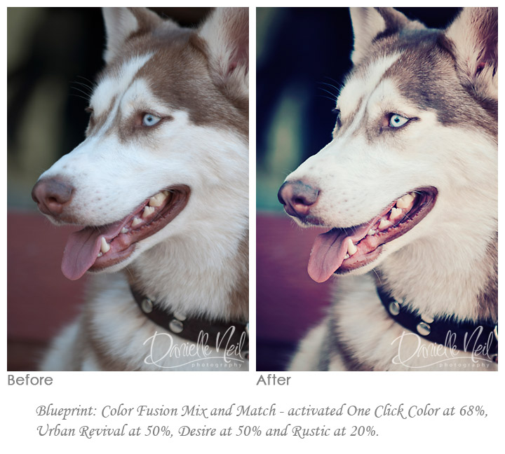 dog-before-and-after2 Så här redigerar du hundfotografier med Photoshop-åtgärder: 3 ser ritningar Photoshop-åtgärder