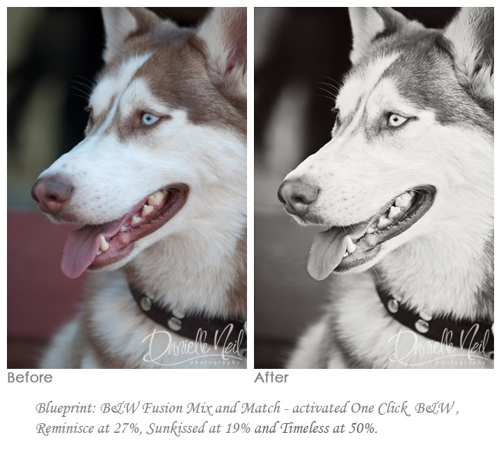 dog-before-and-after3 Cum se editează fotografii de câine folosind acțiuni Photoshop: 3 aspecte Acțiuni Photoshop