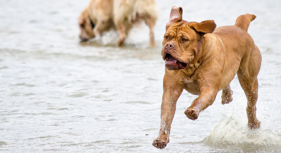 dog-running-action-photo 12 increíbles géneros de fotografía para profesionales y aficionados Consejos de fotografía Consejos de Photoshop