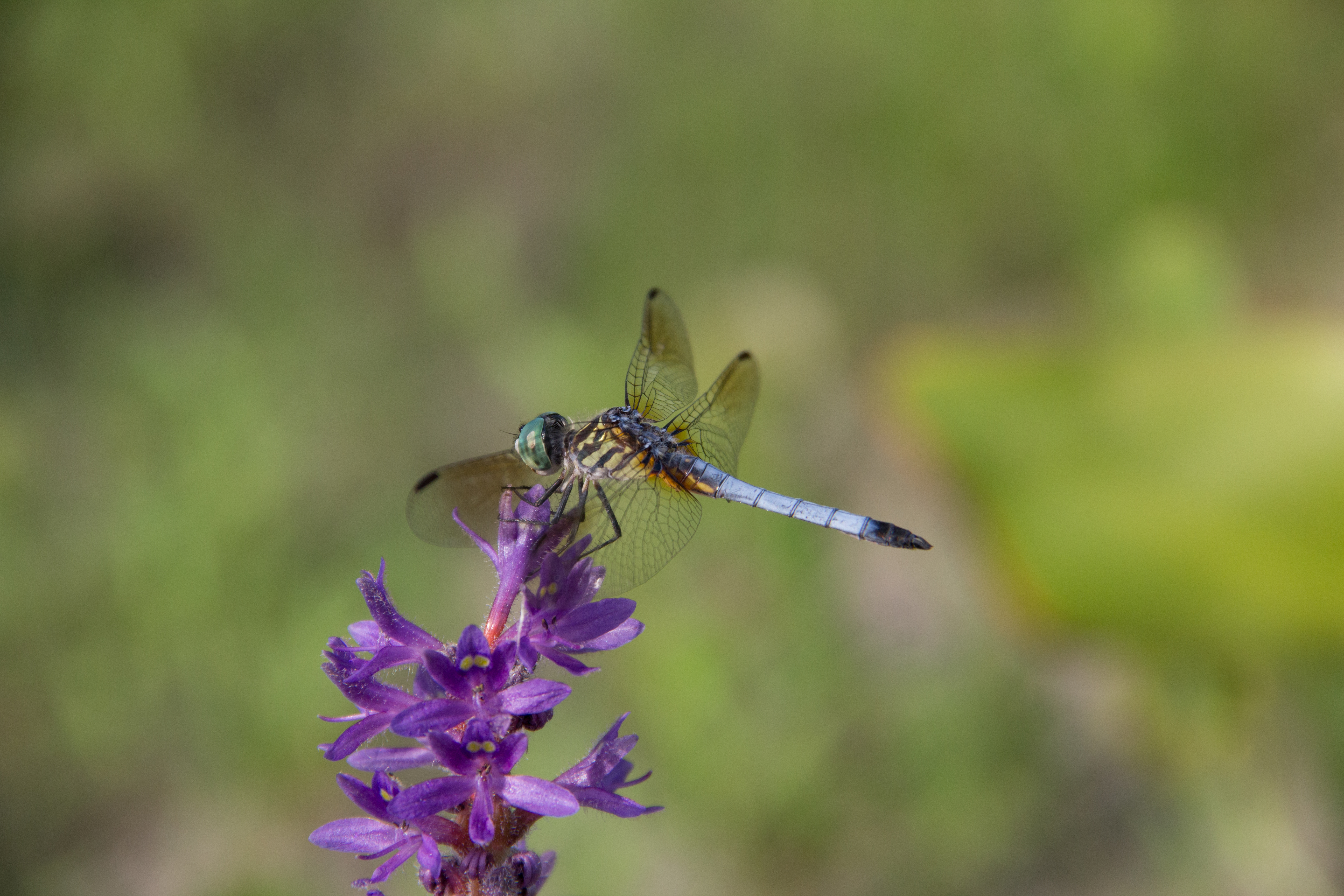 Dragonfly-1-of-1 MCP Предизвици за фотографии и уредување: најважни моменти од оваа недела Активности Задачи Споделување фотографии и инспирација
