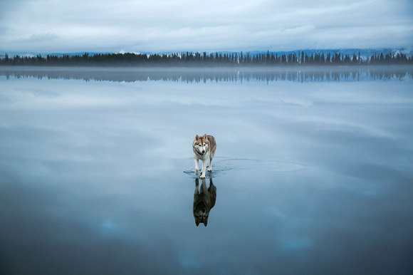 Huskies on water