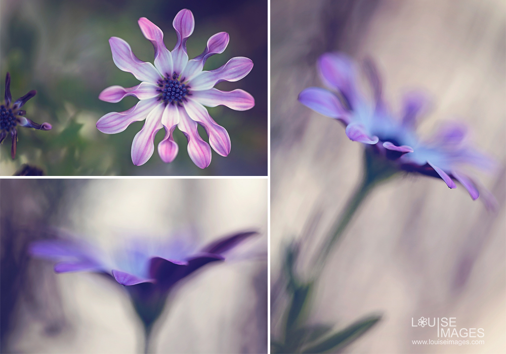 louiseimages_angleflower 6 Steps For Better Macro Photography Guest Bloggers Photography Tips Photoshop Tips  