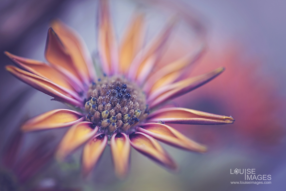 louiseimages_fadedflower 6 Steps For Better Macro Photography Guest Bloggers Photography Tips Photoshop Tips  