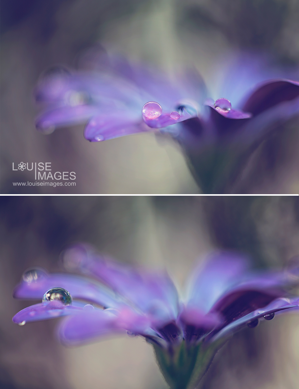 louiseimages_planflower3 6 Steps For Better Macro Photography Guest Bloggers Photography Tips Photoshop Tips  