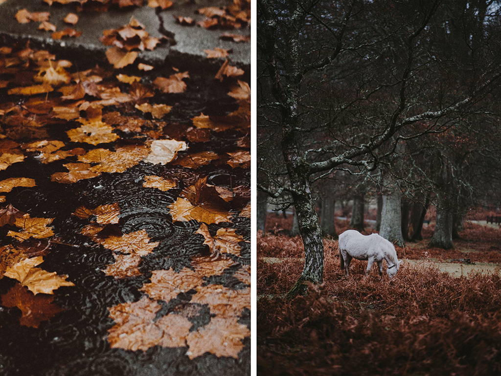 mitchell-mccleary-488534-unsplash 5 efterårsfotograferingsideer, der får dine efterårsbilleder til at skille sig ud Fotograferingstips