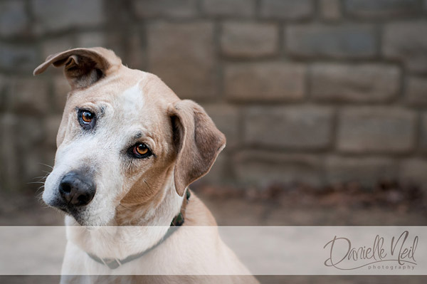 mix-dog-photograph Treballar amb gossos i els seus propietaris per a increïbles retrats de mascotes Consells de fotografia per a bloggers convidats