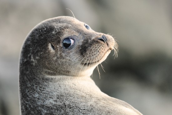 over-shoulder-seal-john-moncrieff Tirando fauna salvaxe: Nikon toma a calor por vender os miradores de rifle