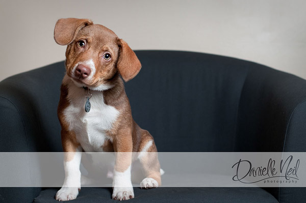 rescue-puppy-portrait Working with Dogs and Their Owners for Amazing Pet Portraits Guest Bloggers Photography Tips  