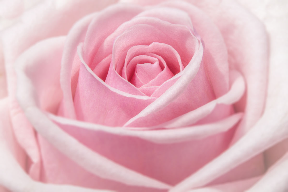 rose1 كيفية تحرير الزهور في إجراءات فوتوشوب المخططات فوتوشوب
