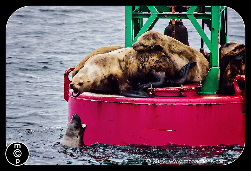 Sea-Lions-13-PS-oneclick קבל את הצילומים הטובים ביותר בחיות בר: 6 טיפים לצילום בעלי חיים בטבע פראי מחשבות שיתוף תמונות ועצות צילום השראה