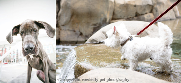 shadows_and_highlights_before How To Fix The Five Most Common Pet Photography Editing Mistakes Guest Bloggers Lightroom Tips Photoshop Tips  