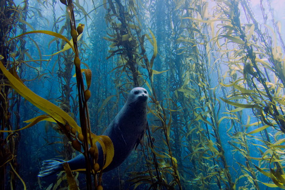 Underwater Photography Contest 2013