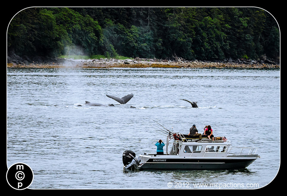 whales-in-juneau-134 Dapatkan Tangkapan Hidupan Liar Terbaik: 6 Petua Memotret Haiwan di Wild MCP Pemikiran Foto Perkongsian Foto & Inspirasi Petua Fotografi