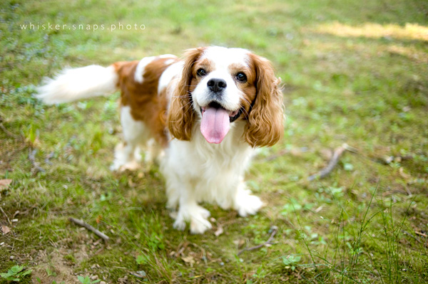 whiskersnaps_1 8 Steps to a Successful Pet Photography Session Guest Bloggers Photography Tips  