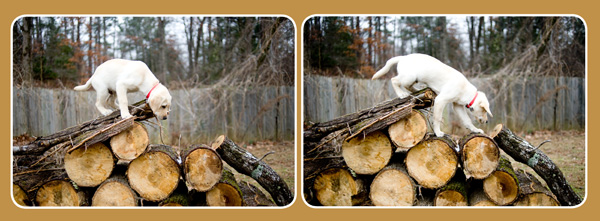 whiskersnaps_101 8 Steps to a Successful Pet Photography Session Guest Bloggers Photography Tips  
