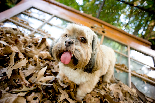 whiskersnaps_3 8 Steps to a Successful Pet Photography Session Guest Bloggers Photography Tips  