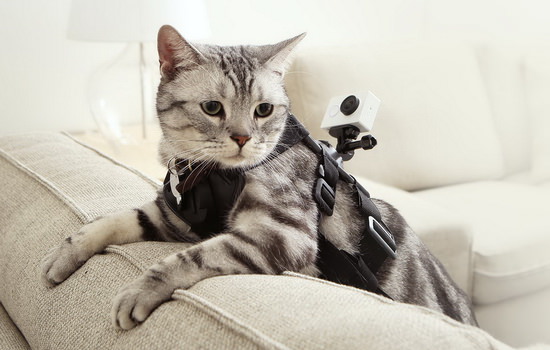xiaomi-yi-cat-harness Xiaomi Yi action camera takes on GoPro with better features News and Reviews  