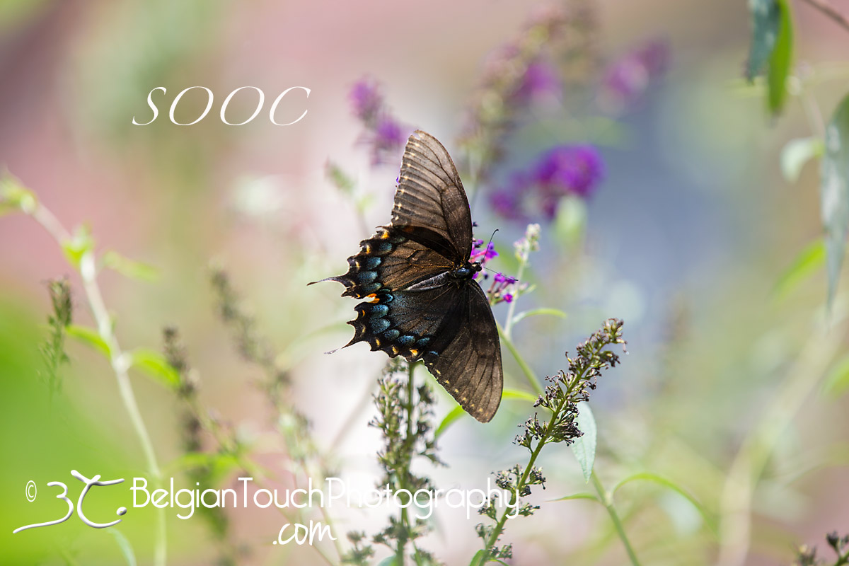 Butterfly-sooc Brightened Color Pop- ը MCP Inspire- ով