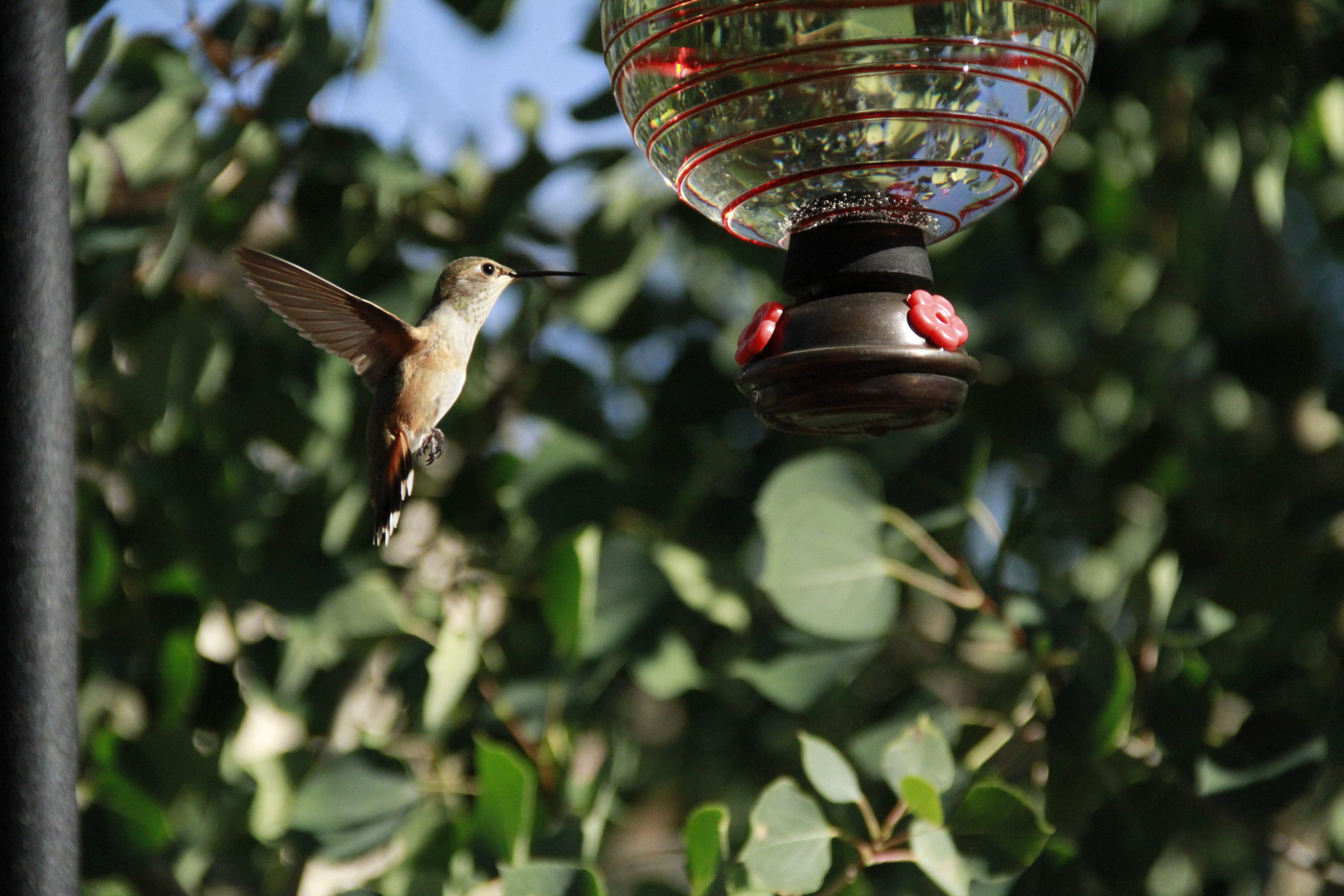 Beija-flor em escala Hummingbird-006 editado com ações de saco de truques