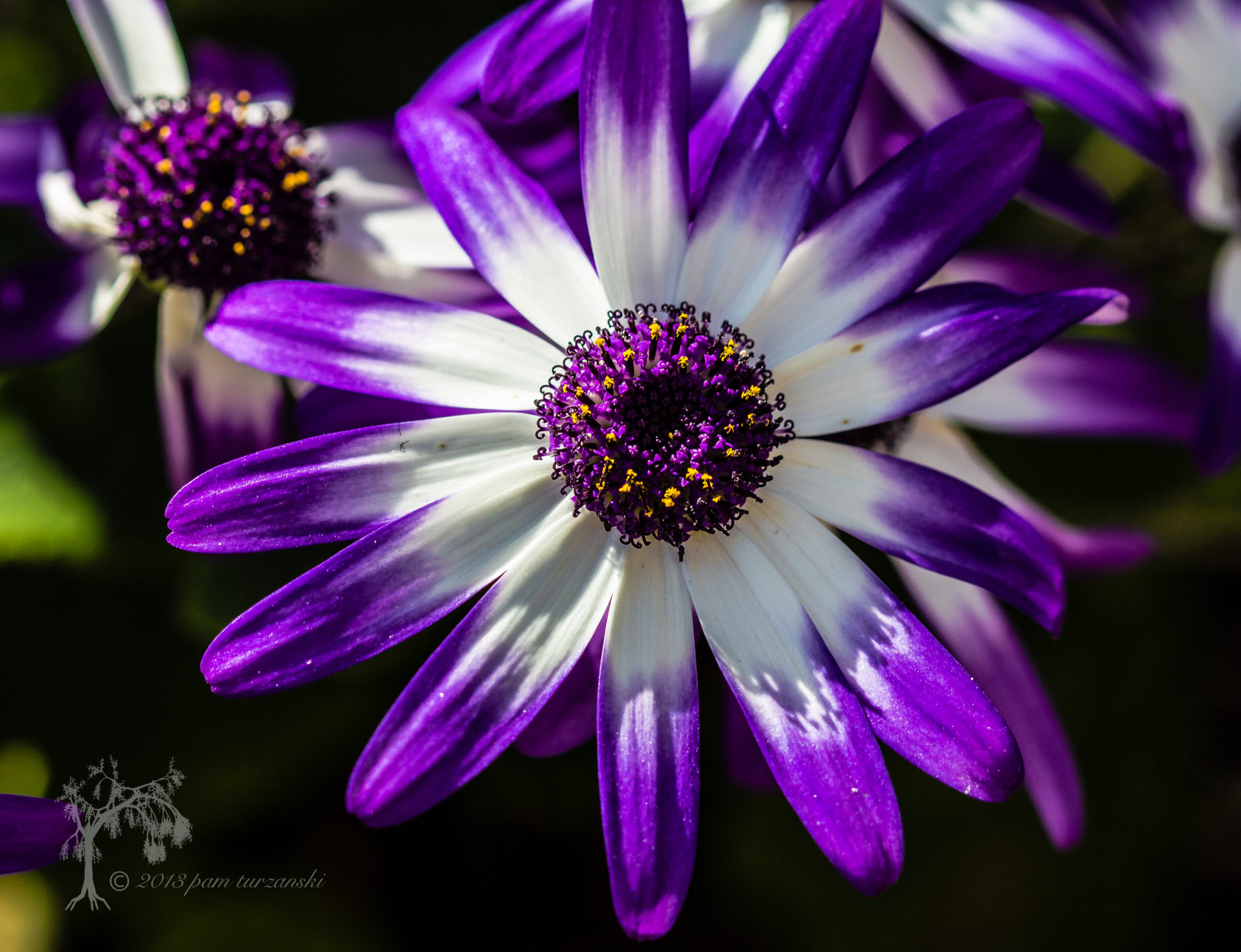 Uređivanje fotografija cvijeća s unaprijed postavljenim Lightroom IMG_4925