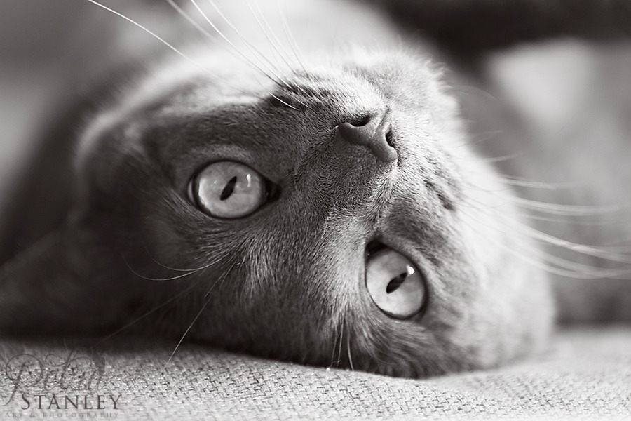 fb_MG_0765-1-1 Retrato de gatito blanco y negro