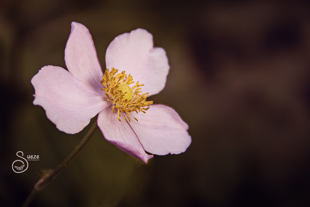 japanese-anemone-inspire-edit-1-of-1 Edit a Japanese Anemone with Inspire  